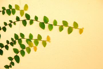 Yellow walls of the leaves for background