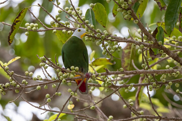 Nature wildlife image of black-naped fruit dove perching on fruit tree