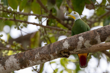 Nature wildlife image of black-naped fruit dove perching on fruit tree