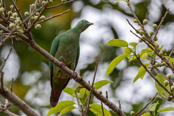 Nature wildlife image of black-naped fruit dove perching on fruit tree