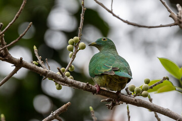 Nature wildlife image of black-naped fruit dove perching on fruit tree