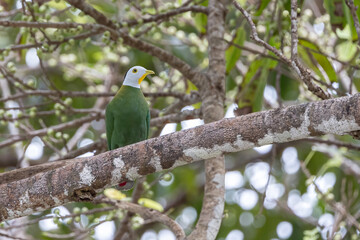 Nature wildlife image of black-naped fruit dove perching on fruit tree