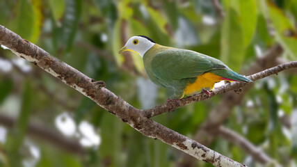 Nature wildlife image of black-naped fruit dove perching on fruit tree