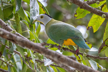 Nature wildlife image of black-naped fruit dove perching on fruit tree