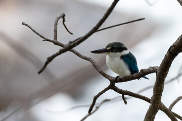 Nature wildlife Collared Kingfisher perching on dead tree branch