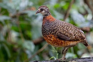 Portrait wildlife bird of Bornean-necklaced Partridge at Sabah, Borneo