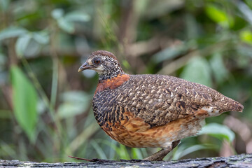 Portrait wildlife bird of Bornean-necklaced Partridge at Sabah, Borneo