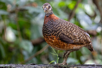 Portrait wildlife bird of Bornean-necklaced Partridge at Sabah, Borneo