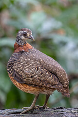 Portrait wildlife bird of Bornean-necklaced Partridge at Sabah, Borneo