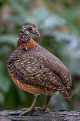 Portrait wildlife bird of Bornean-necklaced Partridge at Sabah, Borneo