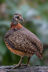 Portrait wildlife bird of Bornean-necklaced Partridge at Sabah, Borneo