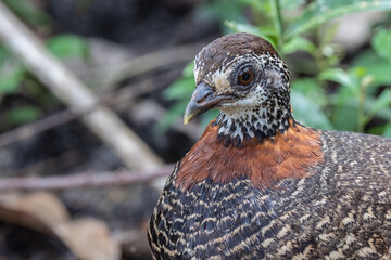 Portrait wildlife bird of Bornean-necklaced Partridge at Sabah, Borneo