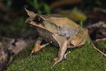 Nature wildlife image of The Bornean Horn Frog (Megophrys Nasuta)