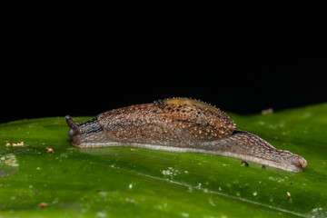Macro image of Snail creeps on green leaf.