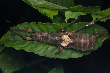 Nature jungle view of huge stick insect or Borneo Island.