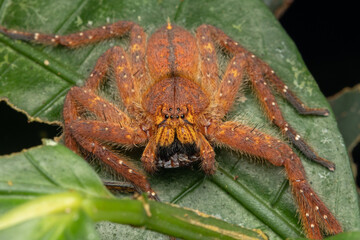 Nature Macro image of a Beautiful male David Bowie Huntsman Spider