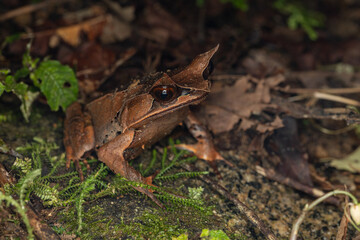 Nature wildlife image of The Bornean Horn Frog (Megophrys Nasuta)