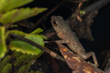 Nature wildlife image of cute Frog of Borneo standing on green leaf