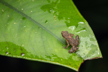 Nature wildlife image of cute Frog of Borneo standing on green leaf