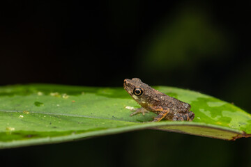 Nature wildlife image of cute Frog of Borneo standing on green leaf