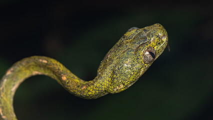 Nature wildlife image of Boiga drapiezii, commonly known as the white-spotted cat snake