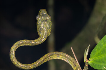 Nature wildlife image of Boiga drapiezii, commonly known as the white-spotted cat snake