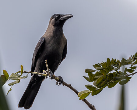 Close-up image of House Crow bird perching on tree branch