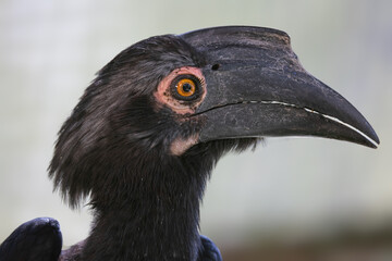 Nature wildlife close-up image of Female black Hornbill bird