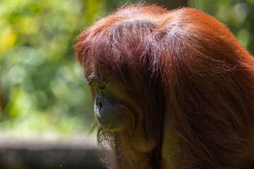 Close-up nature wildlife image of Orangutans, orangutans are currently found in only the rainforests of Borneo and Sumatra.(selective focus and motion blur)