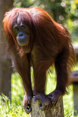 Naklejka premium Close-up nature wildlife image of Orangutans, orangutans are currently found in only the rainforests of Borneo and Sumatra.(selective focus and motion blur)