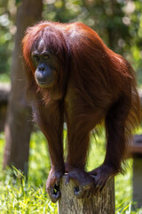 Naklejka premium Close-up nature wildlife image of Orangutans, orangutans are currently found in only the rainforests of Borneo and Sumatra.(selective focus and motion blur)