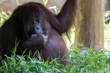 Close-up nature wildlife image of Orangutans, orangutans are currently found in only the rainforests of Borneo and Sumatra.(selective focus and motion blur)