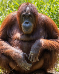 Close-up nature wildlife image of Orangutans, orangutans are currently found in only the rainforests of Borneo and Sumatra.(selective focus and motion blur)