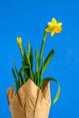 Cheerful bright yellow daffodil flower blooming against a blue background, happy Easter in the springtime
