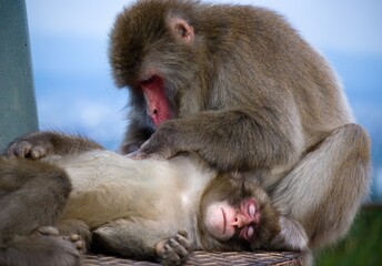 Perfect illustration of love and care in Japanese macaque pair - in time for Valentine's day