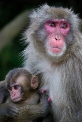 mother and baby Japanese macaques in an embrace during nursing behavior in Kyoto