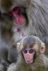 Mother and baby Japanese macaques, with the mother in the background and wide-eyed baby in the front both filling the portrait image