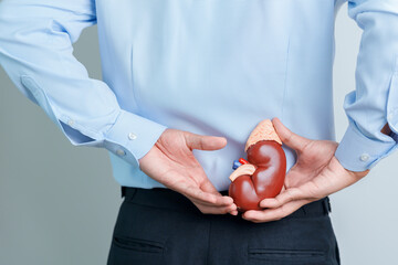 Man holding Anatomical human kidney Adrenal gland model. disease of Urinary system and Stones,...