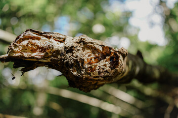 Bu Gia Map national park in Binh Phuoc province, Vietnam, one of the favorite adventure forest trekking sites