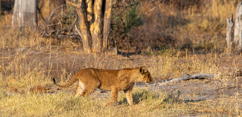 Lion cub isolated walking through the African wilderness - Powered by Adobe