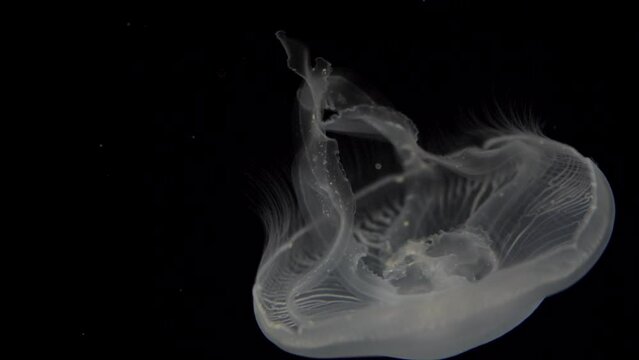 This close up shows a beautiful white jelly fish swimming against a black background.