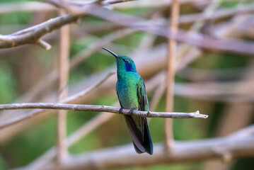 hummingbird, small bird with fast flight and iridescent colors