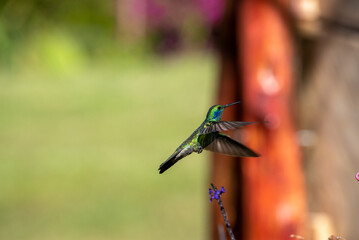 hummingbird, small bird with fast flight and iridescent colors