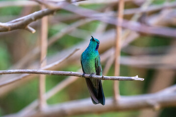 Fototapeta premium hummingbird, small bird with fast flight and iridescent colors