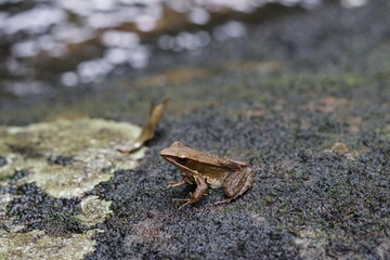 frog on the ground