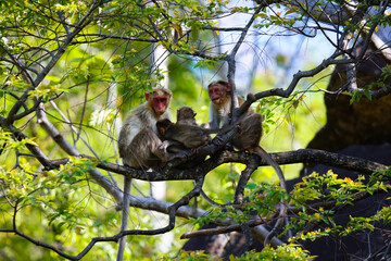 Bonnet macaques family 