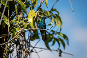 hummingbird, small bird with fast flight and iridescent colors