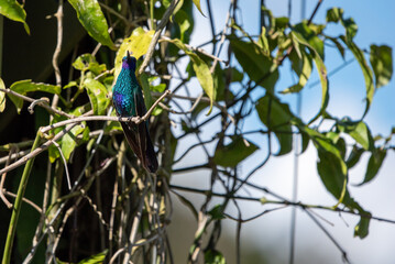 hummingbird, small bird with fast flight and iridescent colors