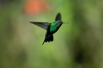 Plakat hummingbird, small bird with fast flight and iridescent colors