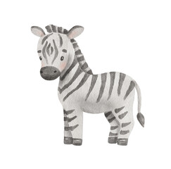 Cute zebra in cartoon style. Watercolor Drawing african baby wild animal isolated on white background. Jungle safari animal